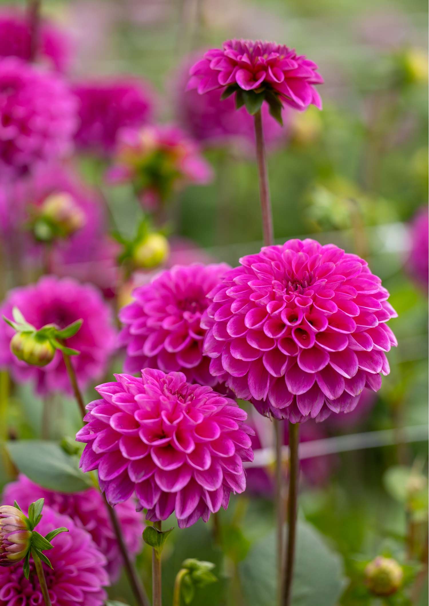 Dahlie 'Purple Fox'